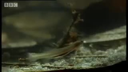 Horror story Candiru the Toothpick Fish - Weird Nature - Bbc animals 