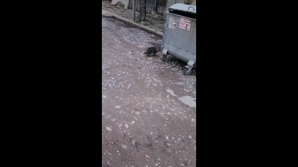 Sony Xperia Z Camera