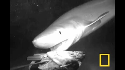 "prehistoric" Shark Seen Attacking Deep Bait