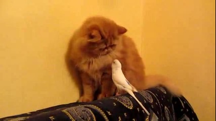 Лошо папагалче се закача с котка - Смях