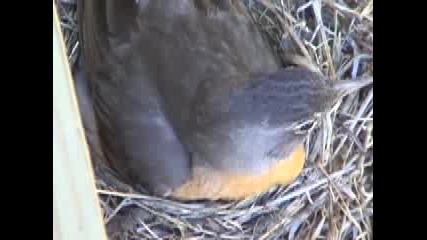Baby Robin Hatching 