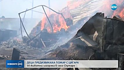 ДЕЦА ПРЕДИЗВИКАХА ПОЖАР: 50 овце изгоряха в Пловдивско