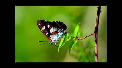 Armik - Островът на съкровищата Пеперуди - нежни и красиви