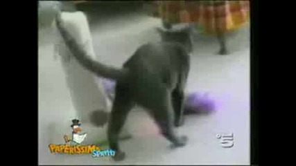 Смях С Котки