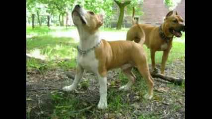 American Staffordshire Pitbull Terrier