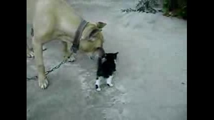 Pitbull Vs Kitten