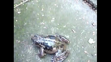 Ужасна смешна жаба 