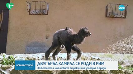 Бебе двугърба камила стана най-новата атракция на биопарка в Рим