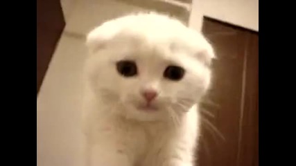 Най - сладкото коте на света