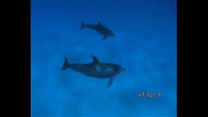 Два делфина - Детска песничка