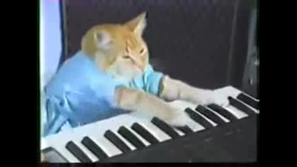 Play him off, keyboard cat