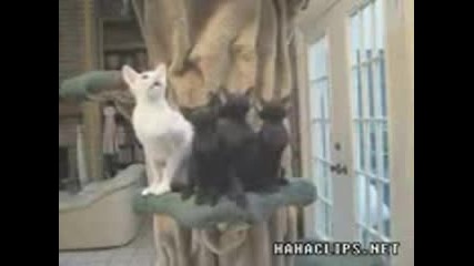 Котешка симфония 