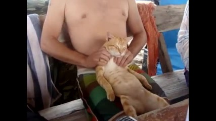 Котка обича да и правят масаж