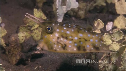 Life In The Blue In High Definition 