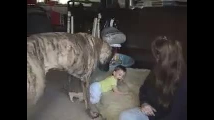 Бебе и голямо куче 
