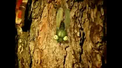 Minuscule - Latin cicada