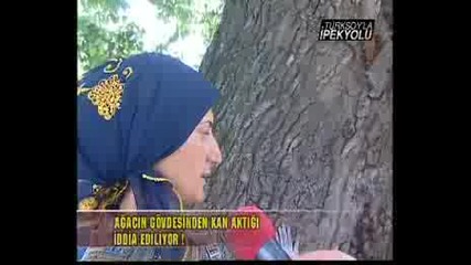 Azeri &#350;aban in Turksoyla ipekyolu