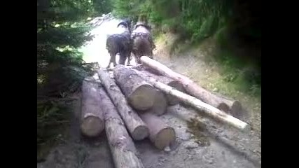 konete na bobi