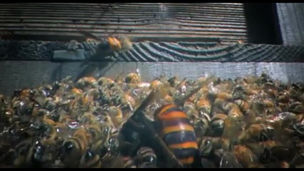 30 стършела убиват 30 000 пчели - Животът на Гигантските Японски Стършели..