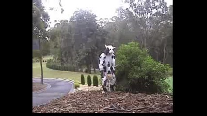 Не Е Истинско - Крава Срещу Горила