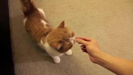 Сладко коте се търкаля