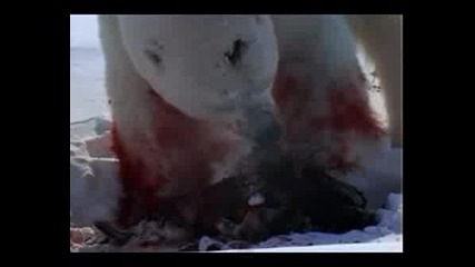 Пингвин е изяден от Полярна мечка 
