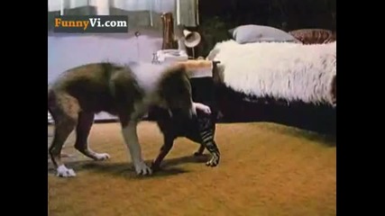 Котка срещу куче ! ( С Музика ) Смях !