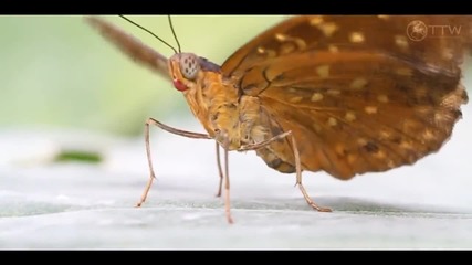 Emanuele Congeddu & 4seas - Butterfly Effect (original Mix) [music Video]