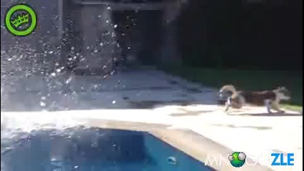 Дали не се изплаши тази котка? (смях)