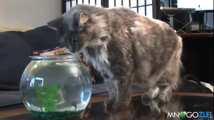 Котка vs Акула С М Я Х