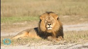 Cecil the Lion's Killer Should Be Extradited: Zimbabwe