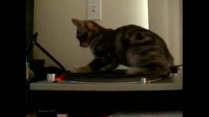 Kitten on a Turntable