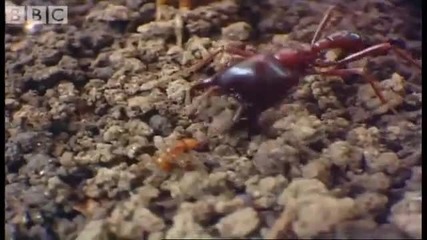 Tiny diver ants Vs red ants - Ant Attack - Bbc wildlife 