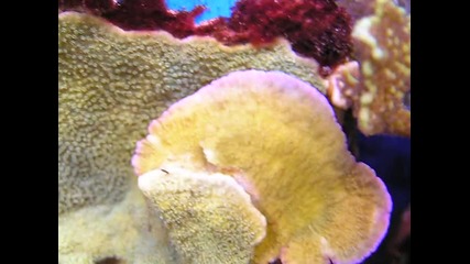 Sps корали в рифов аквариум