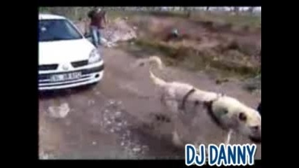 Огромно куче дърпа кола без проблем