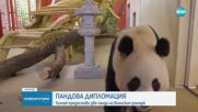 Две нови панди посрещна зоологическата градина „Шьонбрун“