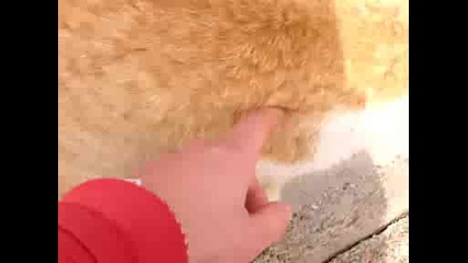 Котарак.avi