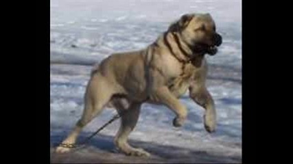 World Famous Kurdish Kangal Dog - Kurt Kangal Kopegi 1.flv