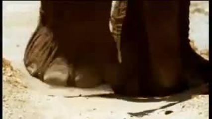 Desert elephant survival - Dune - Bbc animals 