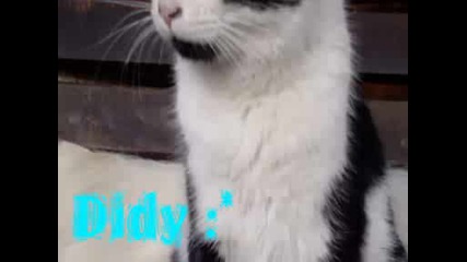 Моите Сладки Котки