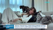 Жена в ОАЕ посвети живота си на спасяването на бездомни котки