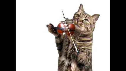 Happy Birthday Cat 