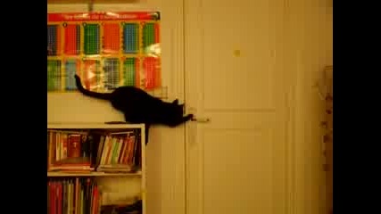 * Котка с талант - отваряне на врати ! *