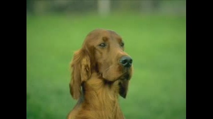 Кучета