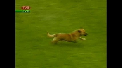 Куче Спринтира На Миньор 0 - 1 Цска 11.04.2009
