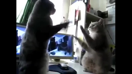 Сладки котета си играят 