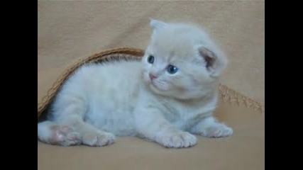 Много Сладко Котенце