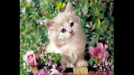 Сладки Котета