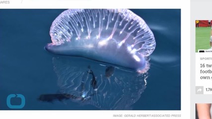Deadly Portuguese Man O' Wars Washed Up On The Jersey Shore