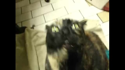 Обладана котка (смях)